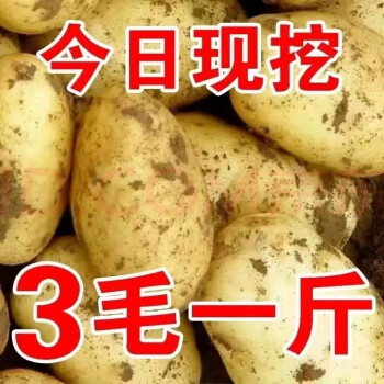 广东新鲜中大土豆5黄皮黄心当季土豆农家蔬菜带箱10斤马铃薯5斤	